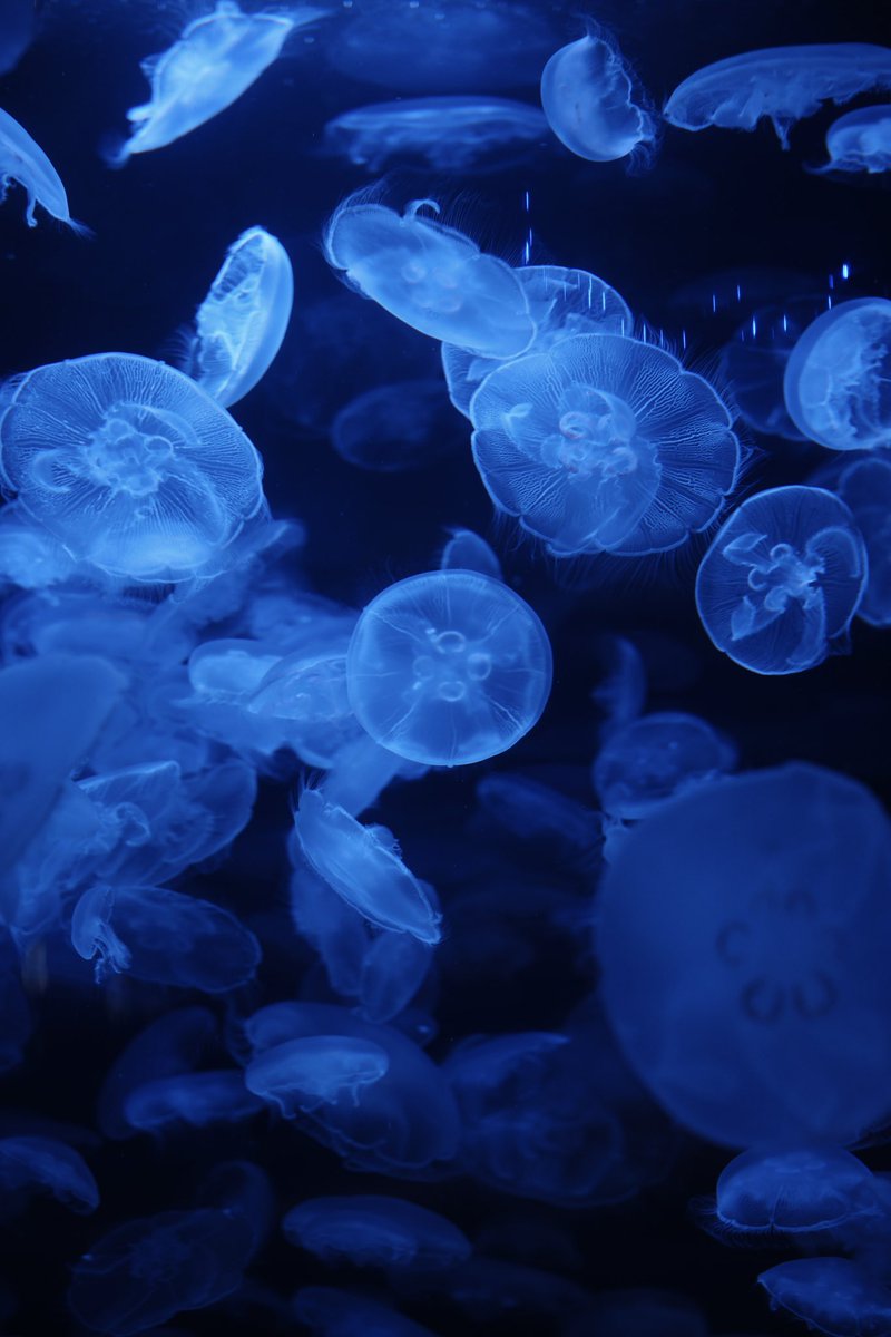 spravko's tweet image. Vancouver Aquarium 🪼