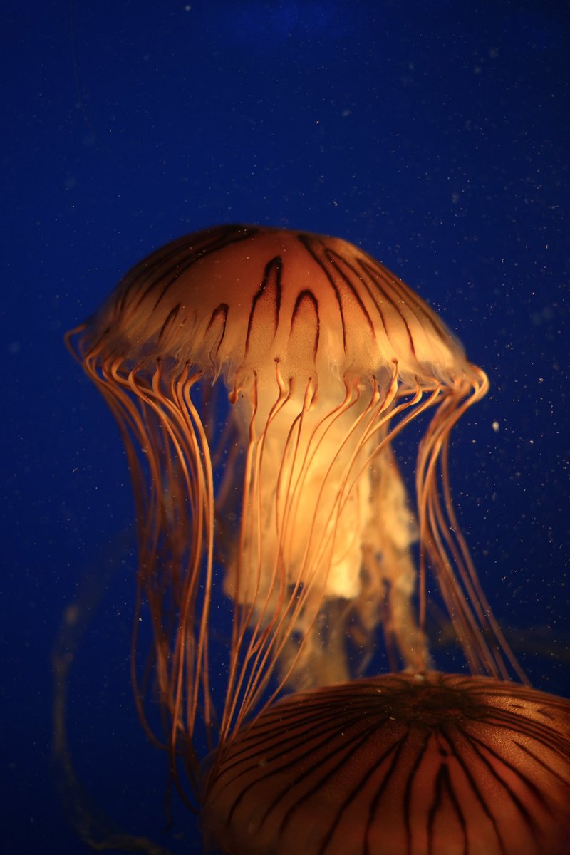 spravko's tweet image. Vancouver Aquarium 🪼