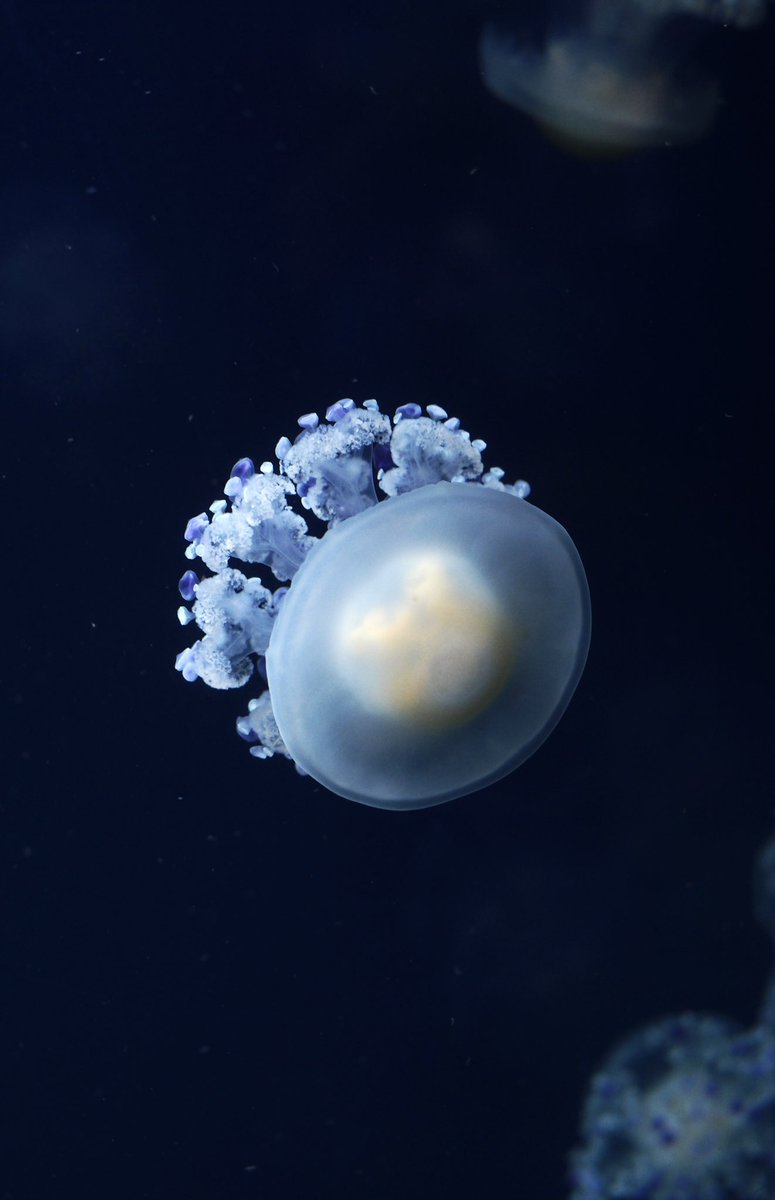 spravko's tweet image. Vancouver Aquarium 🪼