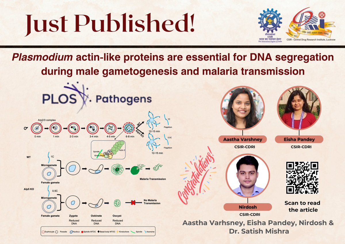 #JustPublished | PLOS Pathogens from Dr. Satish Mishra’s group <a href="/CSIR_CDRI/">CSIR-CDRI</a> , led by Aastha Varshney!
The study uncovers two parasite proteins—Alp5a and Alp5b—that are crucial for proper DNA division during the formation of male gametes in Plasmodium.
Read: journals.plos.org/plospathogens/…