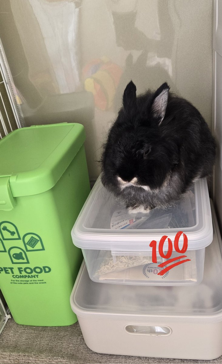 rabbit_uni's tweet photo. おやつがほしい子🐰

 #うさぎのいる暮らし 
 #うさぎ好きさんと繋がりたい https://t.co/bZQgQuQoak