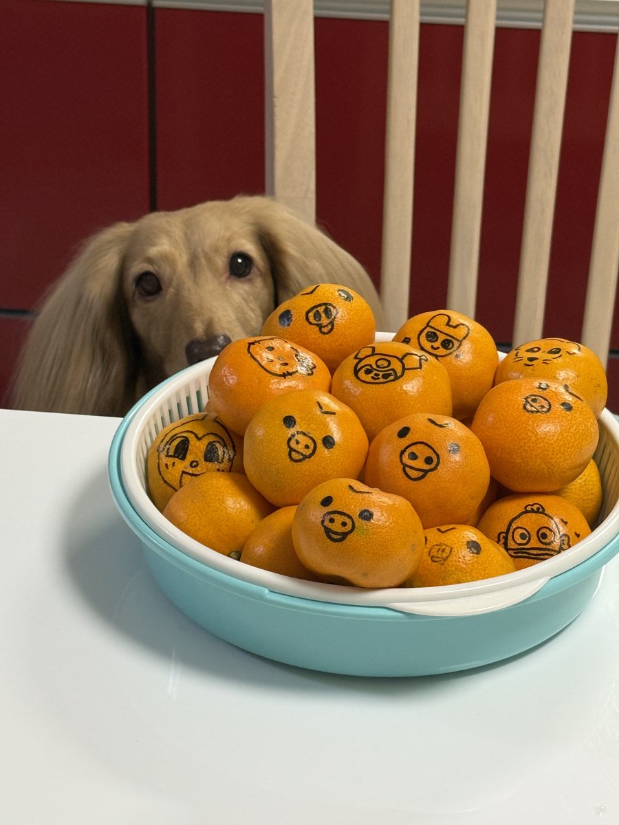 🐶ほんわか姉妹🐶 (@siawase1717) / Posts / X