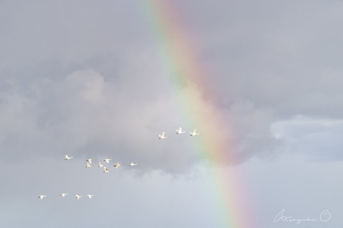 越冬で日本へ飛来するコハクチョウ
(うちの猫たちはコタツで越冬中