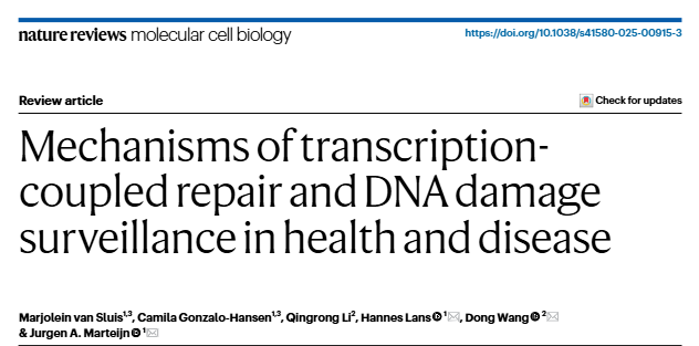 Excited to share our lab’s latest review! We explore how cells cope with transcription-blocking DNA damage, key drivers of aging. Great collaboration between the <a href="/hanneslans/">Hannes Lans</a> and Dong Wang labs!

➡️rdcu.be/eQvHx

<a href="/NatRevMCB/">Nature Reviews Molecular Cell Biology</a>  <a href="/oncodeinstitute/">Oncode Institute</a>  <a href="/MolecularGenet3/">MolecularGenetics@ErasmusMC</a>