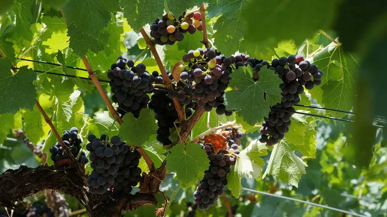 Maxideza tweet media