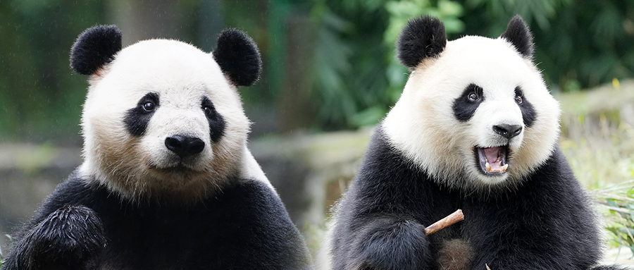 pandakopanda (@panda_kopannda_) / Posts / X