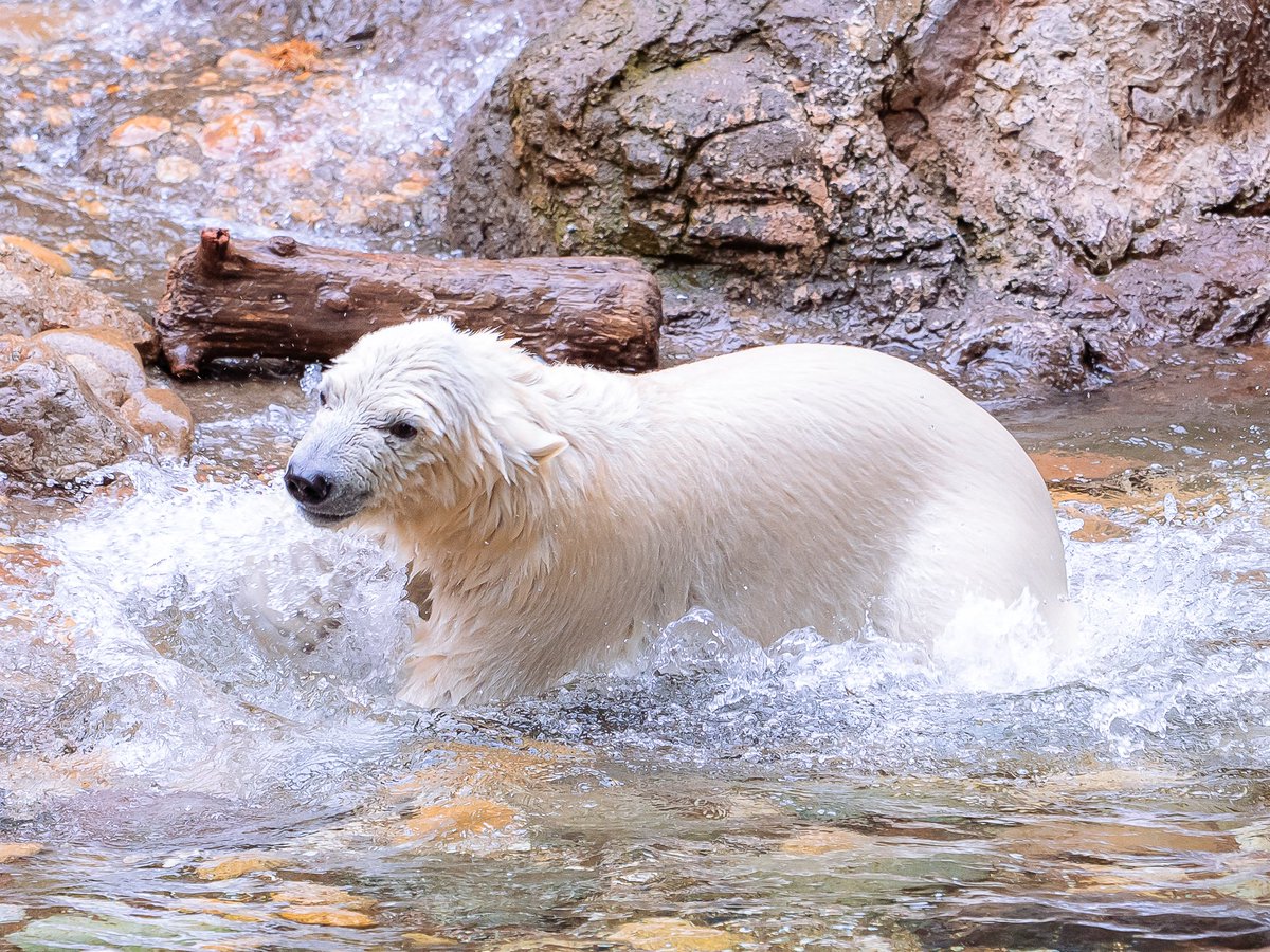 maeyama2022's tweet image. ライくん誕生日おめでとう🐻‍❄️🎉
551ファミリーの名に負けない個性の強さが最高です

#ライ
#ホッキョクグマ
#polarbear
#よこはま動物園ズーラシア