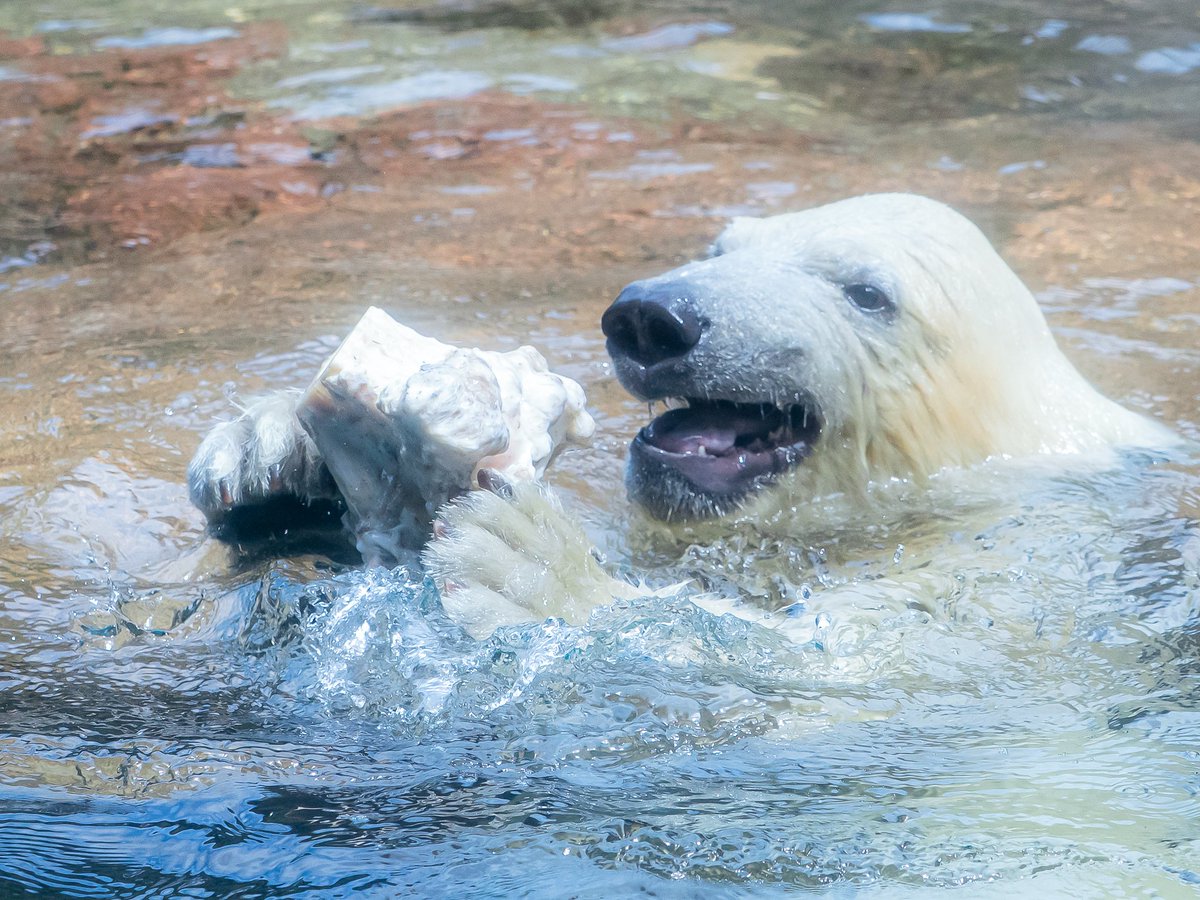 maeyama2022's tweet image. ライくん誕生日おめでとう🐻‍❄️🎉
551ファミリーの名に負けない個性の強さが最高です

#ライ
#ホッキョクグマ
#polarbear
#よこはま動物園ズーラシア