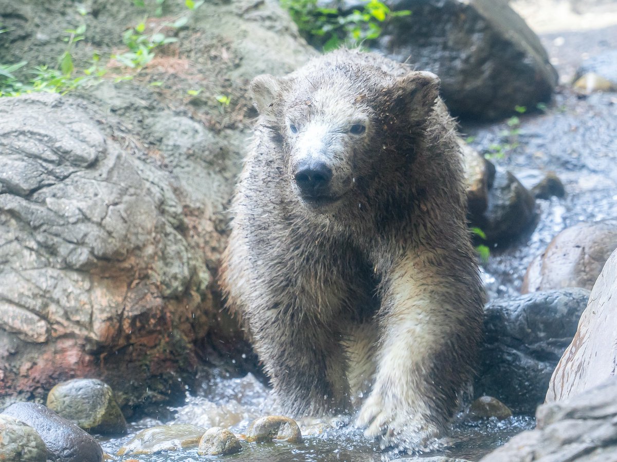 maeyama2022's tweet image. ライくん誕生日おめでとう🐻‍❄️🎉
551ファミリーの名に負けない個性の強さが最高です

#ライ
#ホッキョクグマ
#polarbear
#よこはま動物園ズーラシア