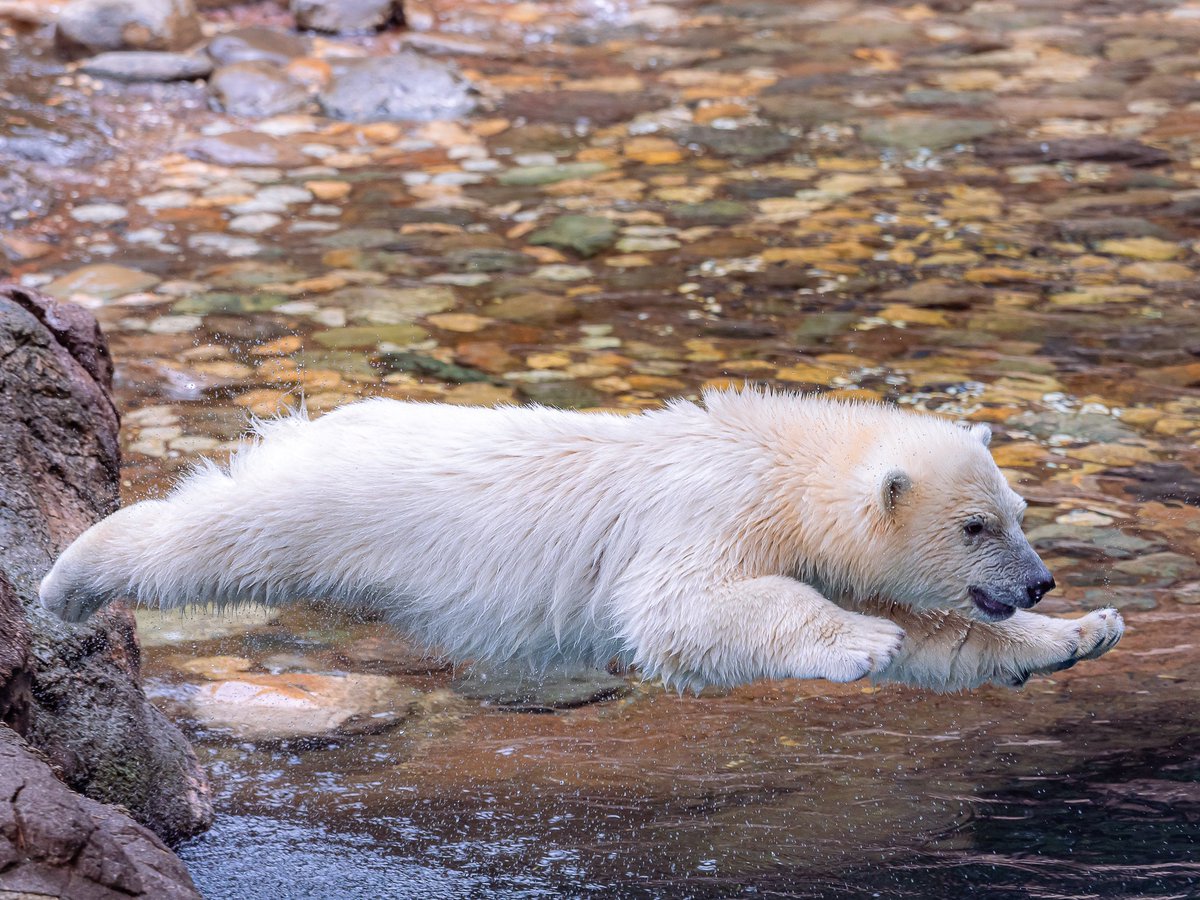 maeyama2022's tweet image. ライくん誕生日おめでとう🐻‍❄️🎉
551ファミリーの名に負けない個性の強さが最高です

#ライ
#ホッキョクグマ
#polarbear
#よこはま動物園ズーラシア