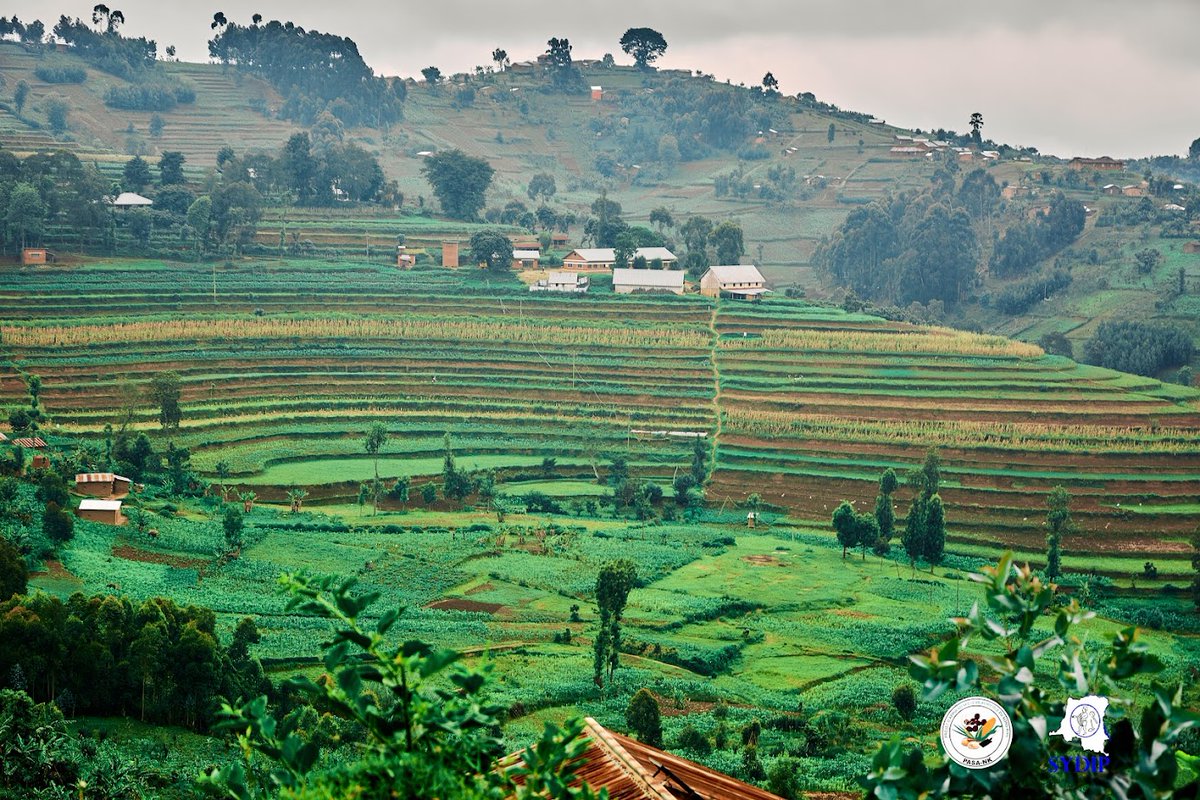 GeorgesKisando's tweet image. Luotu, tertitoire de Lubero, Nord-Kivu