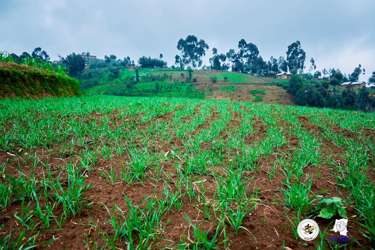 GeorgesKisando's tweet image. Luotu, tertitoire de Lubero, Nord-Kivu