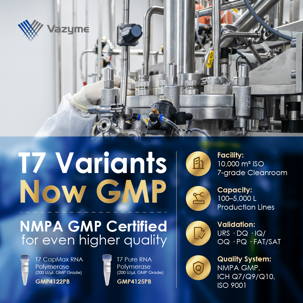 GMP-grade T7 variants is now available! Click to see its performance in action and how GMP manufacturing strengthens IVT workflows>>bit.ly/3Xyl3ga
GMP-ready C10 is available, and you can DM us for early access to D13 insights.

#LifeScience #Biotech #GMP #IVT #mRNA