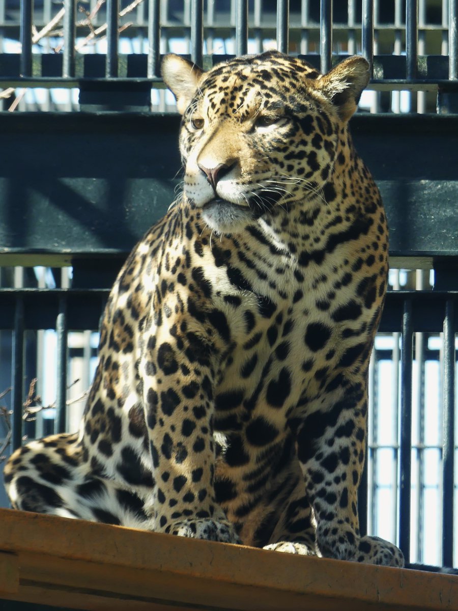 𝑚𝑎𝑟𝑢(ﾏﾙ) (@maru2022) / Posts / X