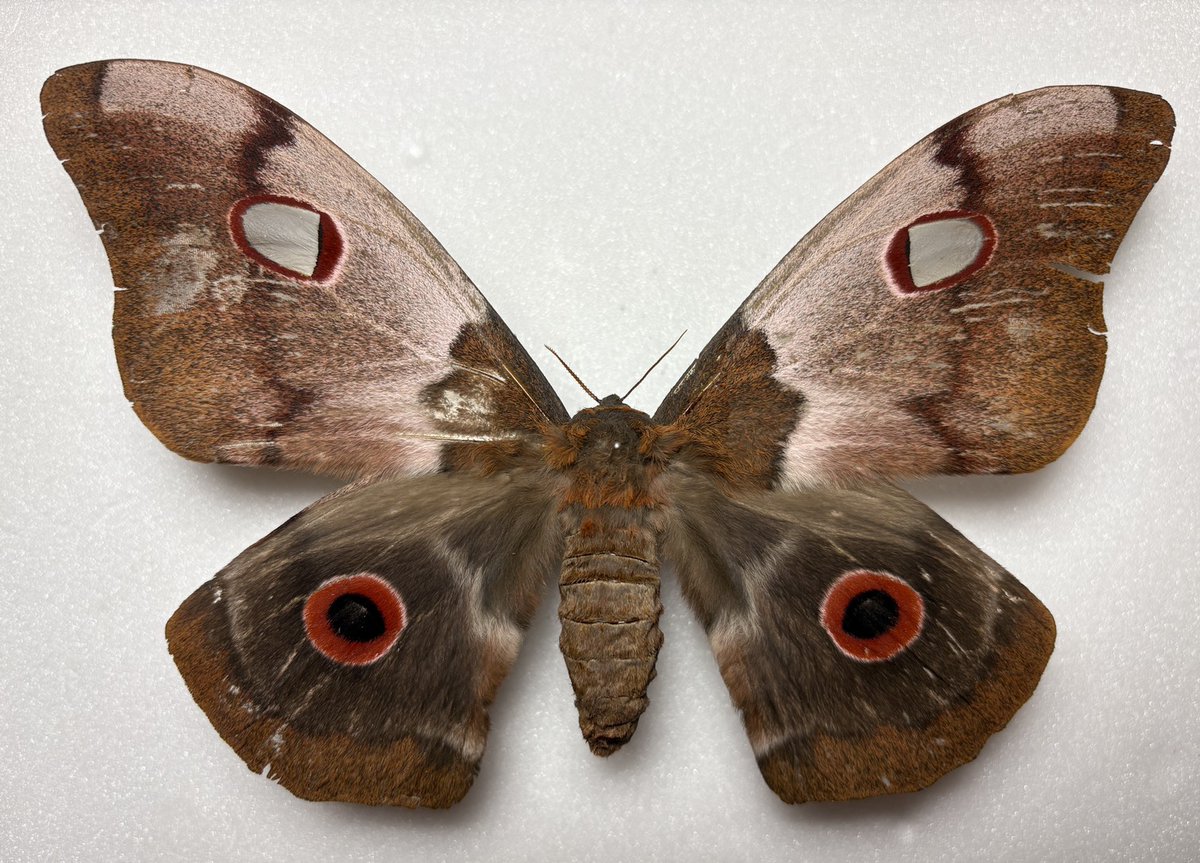 M0 (@mom0mom0mom0m00) / Posts / X