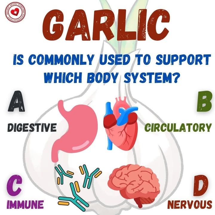 AllScientifical's tweet image. Garlic is commonly used to support which body system?
A) Digestive
B) Circulatory
C) Immune
D) Nervous
#bodysystem #garlic #garlicbenefits #health ... Continue to: facebook.com/11300924092216…
