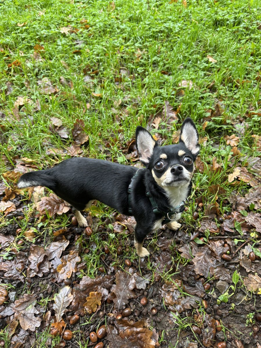 Little Valley Animal Shelter tweet media