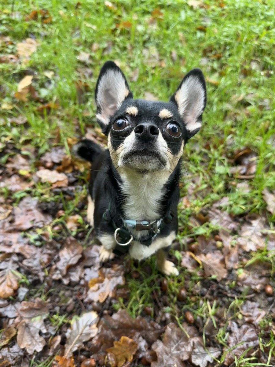 Cooper is a sweet and incredibly loyal little dog who forms deep, loving bonds with his people. Once he knows and trusts you, get ready for endless affection and companionship!

rspca-littlevalley.org.uk/dog/cooper/