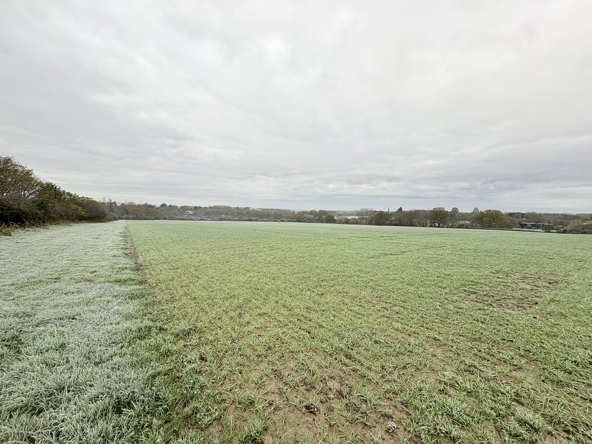 anthonybecvar's tweet image. Bang goes the buckwheat! #FirstFrost #CompanionCropping #RegenerativeAgriculture