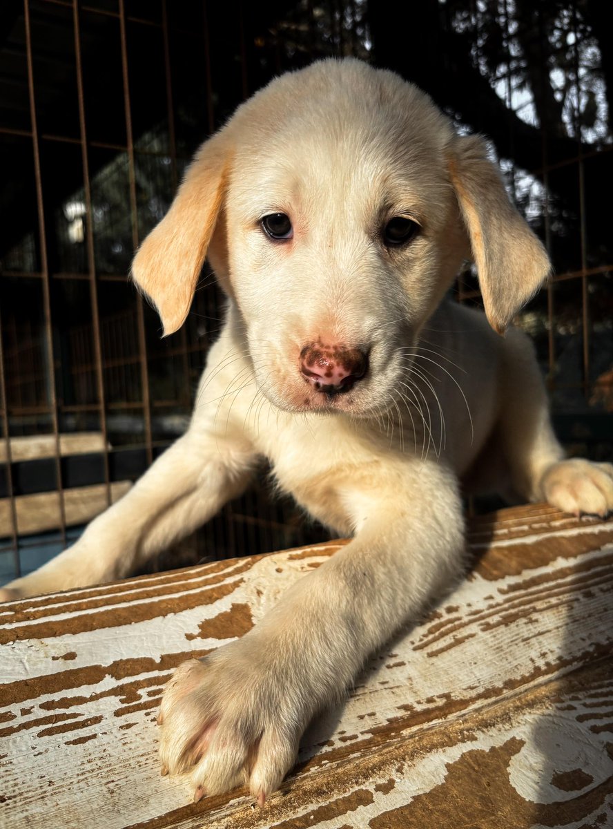 barınağa dün düşmüşler
hepsi bal gibi
yuva arıyorlar 
istanbul