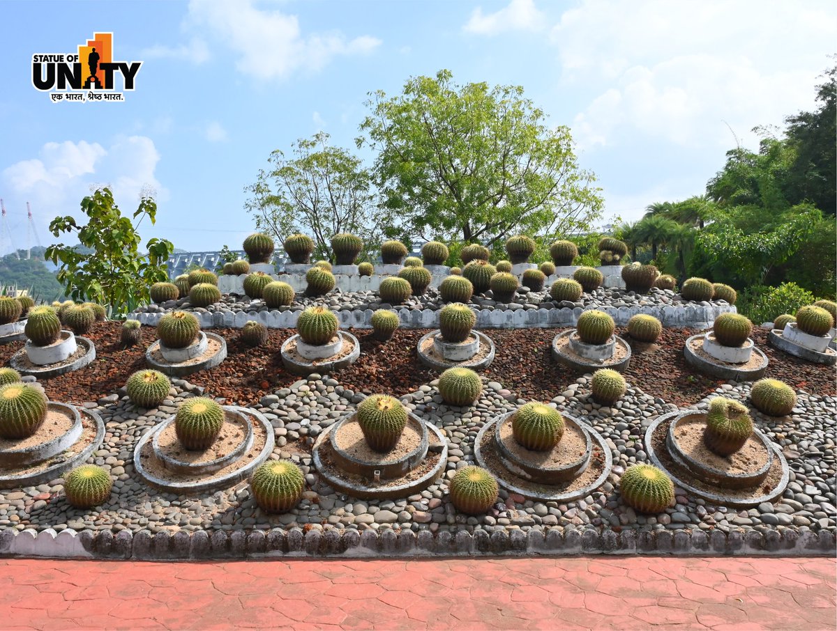 souindia's tweet image. Discover nature’s artistic side at the stunning Cactus Garden — where rare species bloom in harmony with the landscapes of Ekta Nagar.
#CactusGarden #StatueOfUnity #EktaNagar #150YearsOfSardarPatel