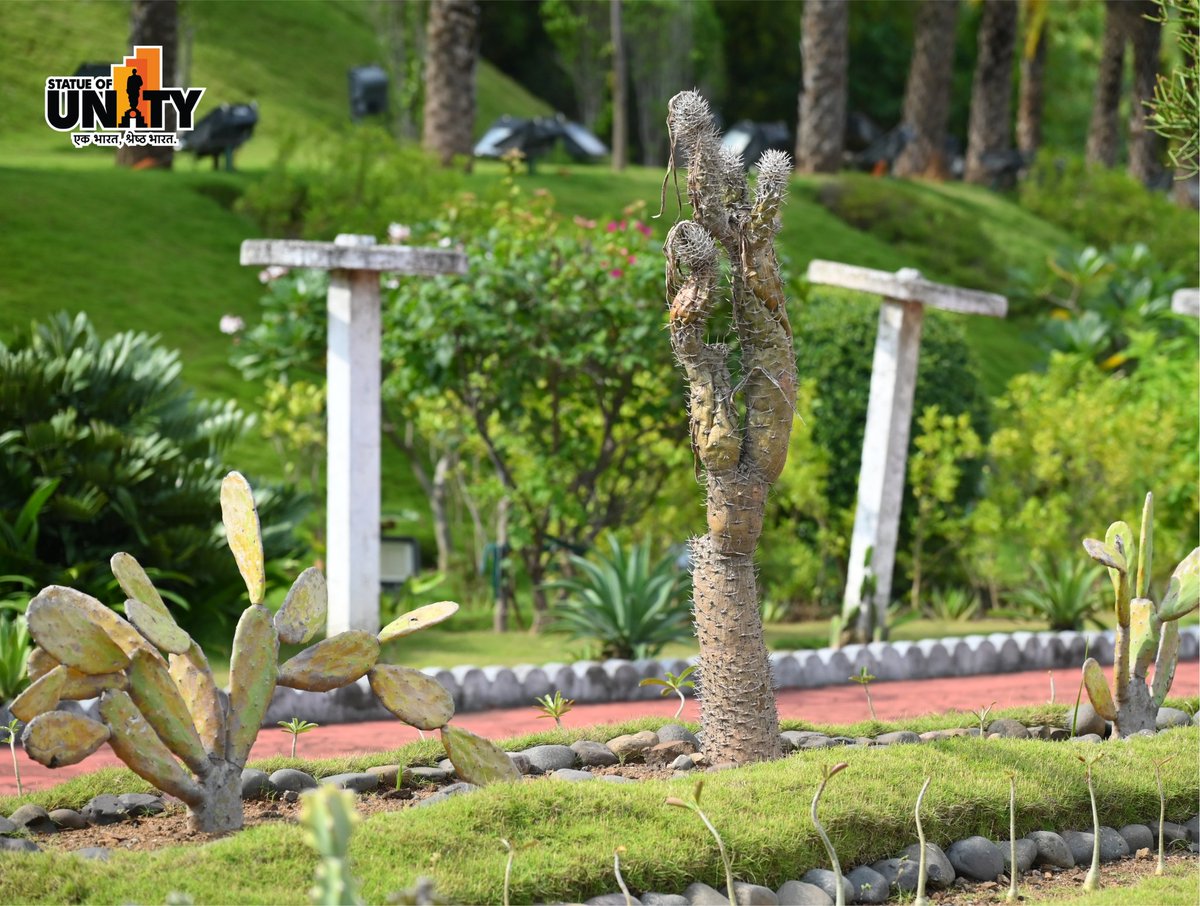 souindia's tweet image. Discover nature’s artistic side at the stunning Cactus Garden — where rare species bloom in harmony with the landscapes of Ekta Nagar.
#CactusGarden #StatueOfUnity #EktaNagar #150YearsOfSardarPatel