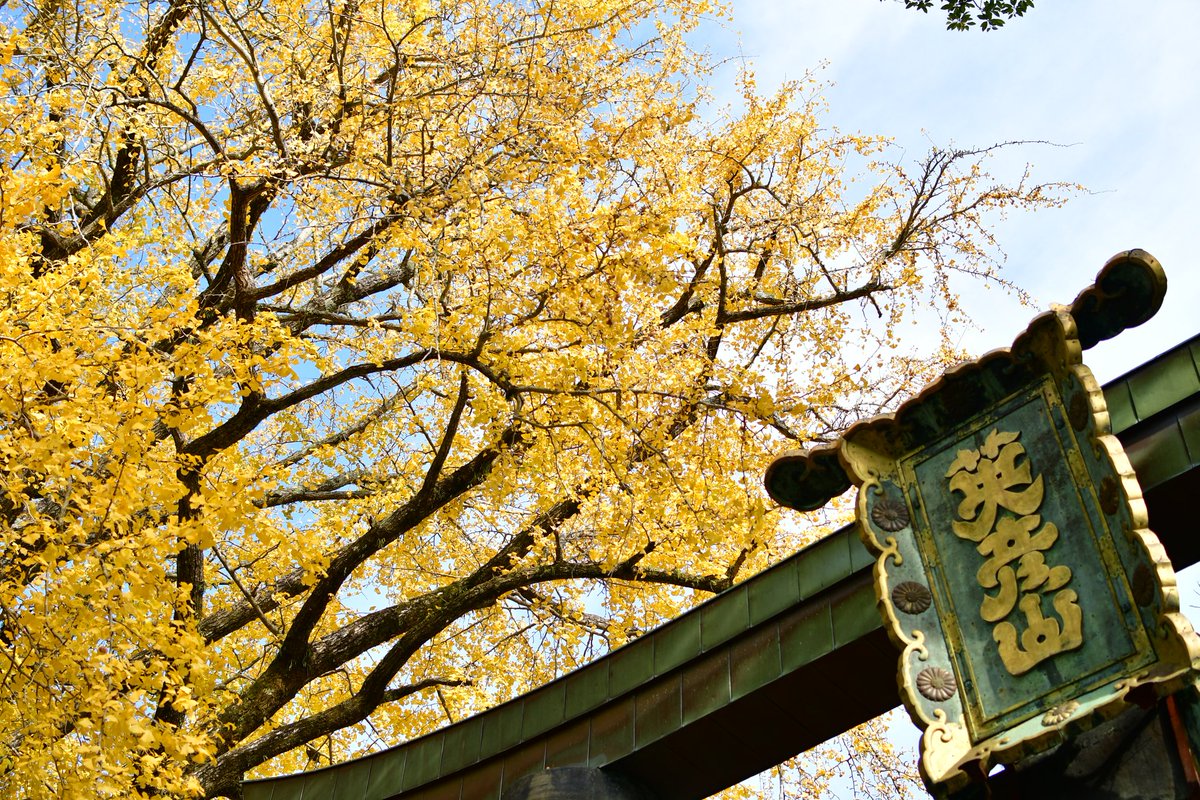 Pp1Zf1's tweet photo. ⁡⁡気が付けば紅葉シーズン。⁡
⁡⁡ま〜、見事な景色でしたわ🍂🍁
呑山観音寺をメインで訪れたつもりでしたが、近くにある鉾立山天王院の雰囲気の方が個人的には良かったです。⁡
⁡
#オヤジのリクエスト #紅葉スポット #鉾立山天王院 #英彦山大権現湯の谷別院 #観光 #消しゴムマジック https://t.co/16ZMaStfgj