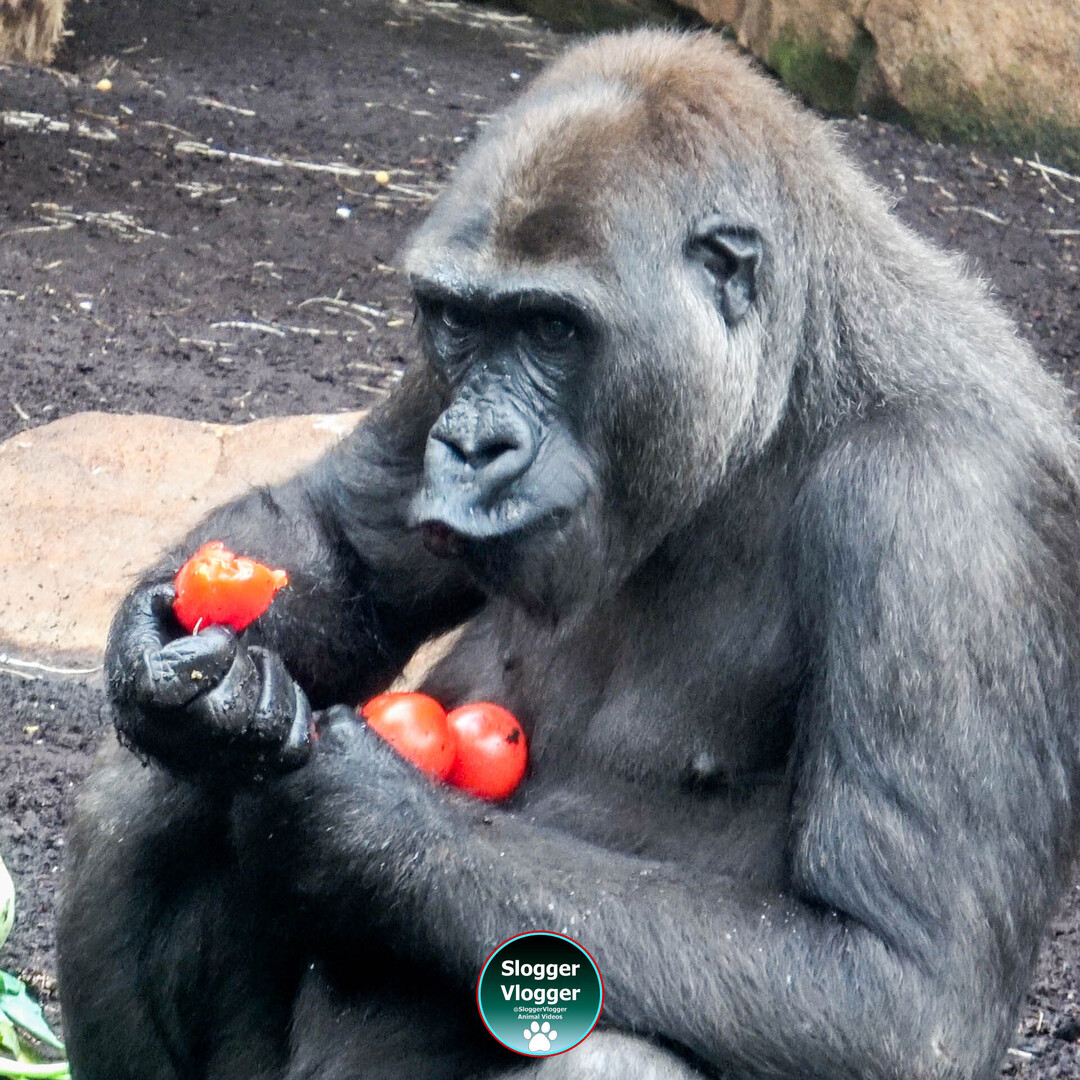 SloggerVlogger's tweet photo. Frankfurt Gorilla loving her tomatoes.
#GorillaLife #FrankfurtZoo #GorillaLove #GreatApes #ZooAnimals https://t.co/UOZPfxwvx5