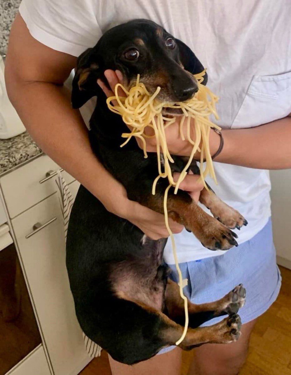 everything dogs 🐶 (@everythingdogss) on Twitter photo 