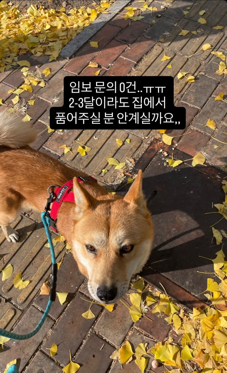 황구 임보 찔러보기조차 없네요🥲🥲
관심있는분 계실까요?
황구에게 가정생활의 기쁨을 알려주실 분을 구합니다!