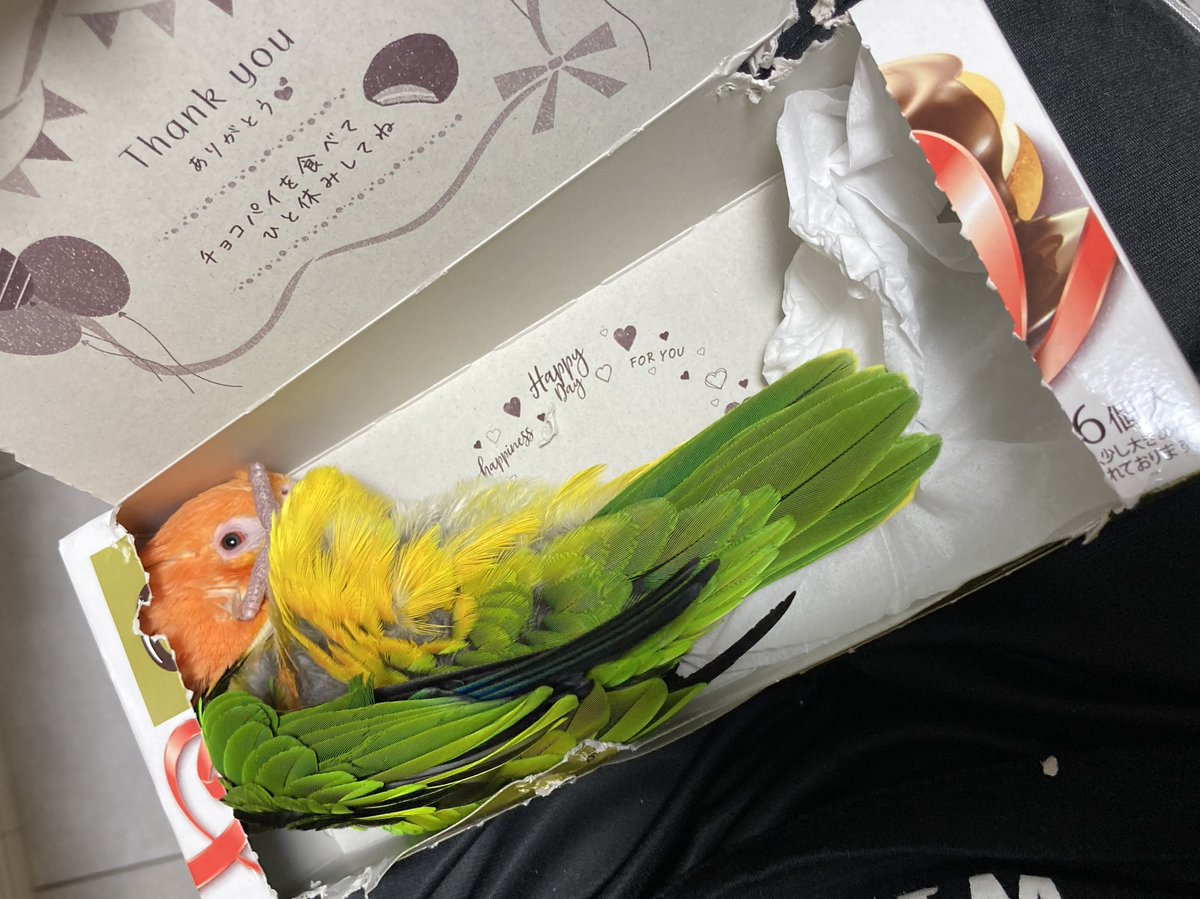 チョコパイの空箱気に入ったらしいw