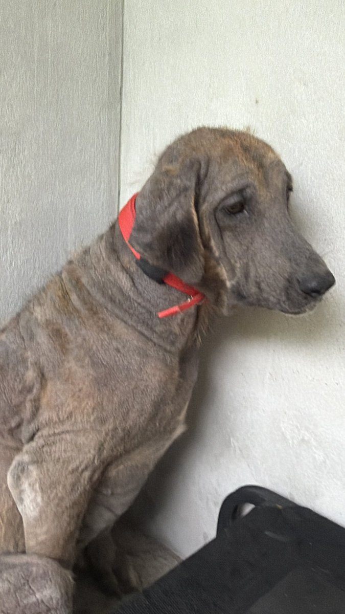 NiallHarbison's tweet image. We found her yesterday. She has been in agony for quite some time. It looks like she might have been used for breeding and then forgotten about. 

She mainly wants to look at the wall with her tail down. 

I called her Sienna. We hope to change her life completely ❤️