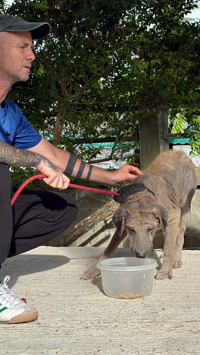 NiallHarbison's tweet image. We found her yesterday. She has been in agony for quite some time. It looks like she might have been used for breeding and then forgotten about. 

She mainly wants to look at the wall with her tail down. 

I called her Sienna. We hope to change her life completely ❤️