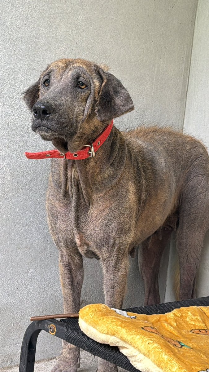 NiallHarbison's tweet image. We found her yesterday. She has been in agony for quite some time. It looks like she might have been used for breeding and then forgotten about. 

She mainly wants to look at the wall with her tail down. 

I called her Sienna. We hope to change her life completely ❤️