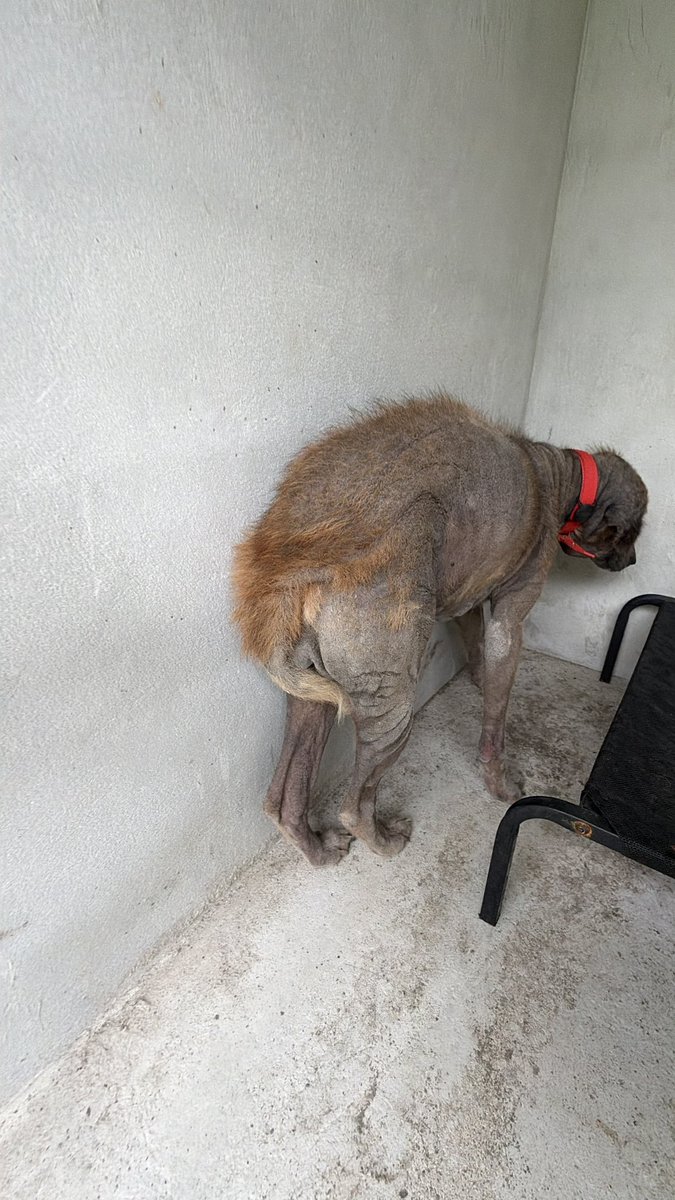 NiallHarbison's tweet image. We found her yesterday. She has been in agony for quite some time. It looks like she might have been used for breeding and then forgotten about. 

She mainly wants to look at the wall with her tail down. 

I called her Sienna. We hope to change her life completely ❤️