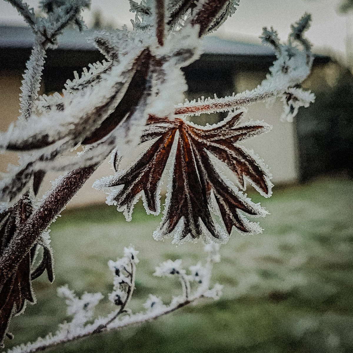 vihavainen27083's tweet photo. @parthosarathi_b Frozen leaf 🥶
#frozenleaf #leafs https://t.co/coPxgy3AyI