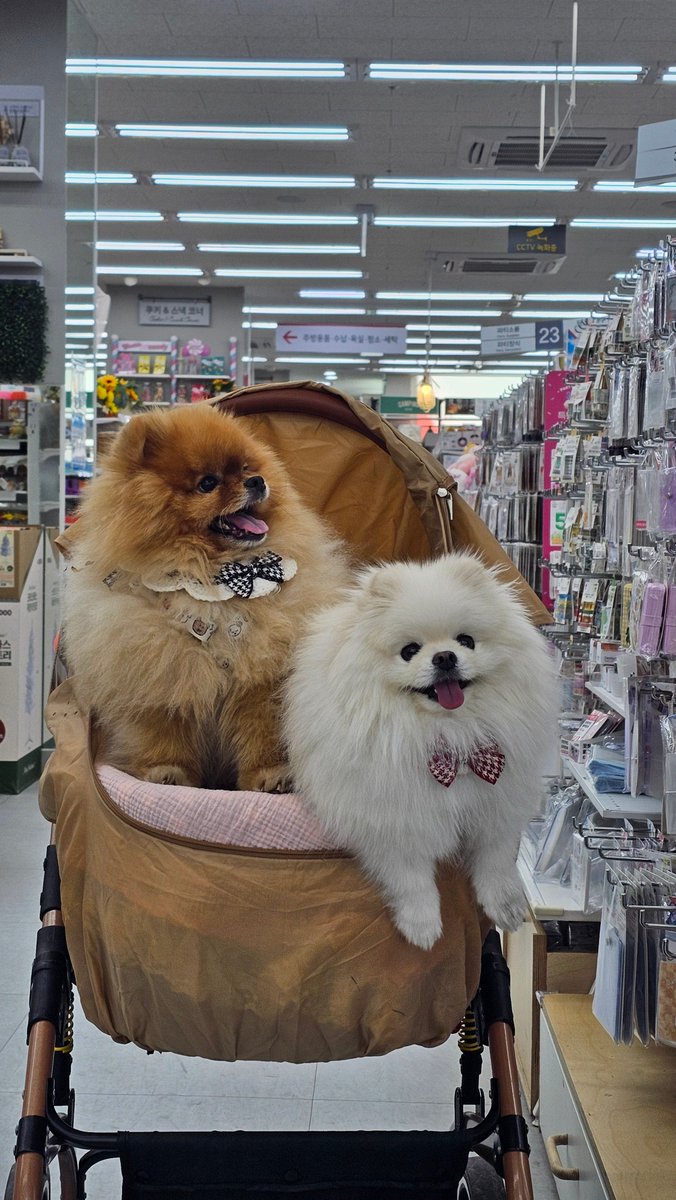 Victorokeke_'s tweet photo. Everyone's cold now. Even the dogs. It's - 2° https://t.co/rPYKkrFkri