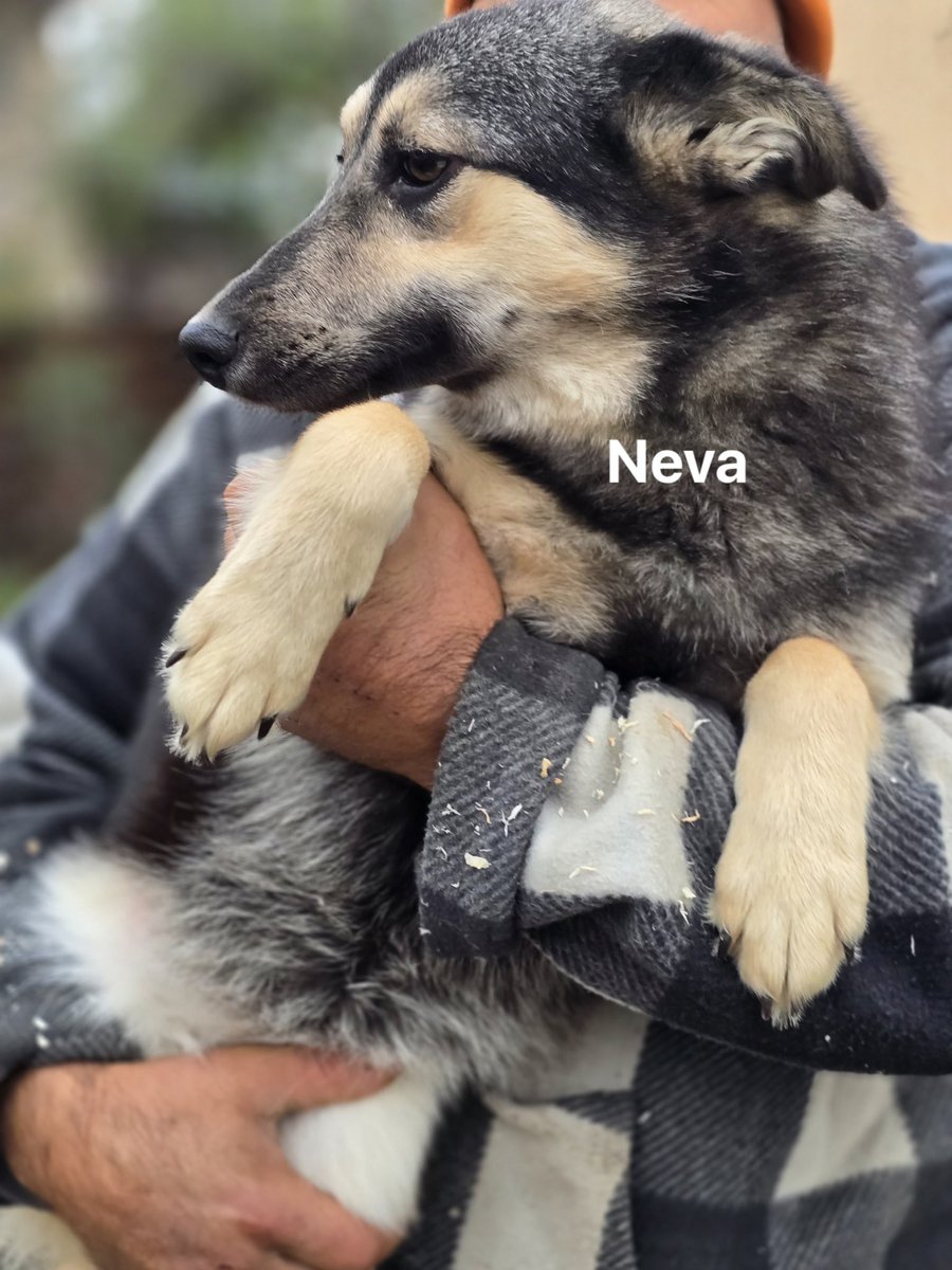 GillyMeeky's tweet image. Neva is the next lucky girl leaving Romania behind. She was a little pup when you helped me ❤️❤️❤️ The last of the family to come.