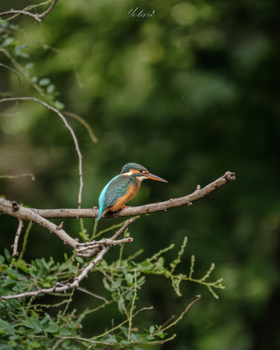 yotarosuite's tweet photo. - Common Kingfisher -

#commonkingfisher #kingfisher #bird #wildlife #birdshot #birdphotography #fujifilmxt5 #tamron150500 #カワセミ #野鳥撮影 #thailand #yotarosuite https://t.co/dDAAMUkzij