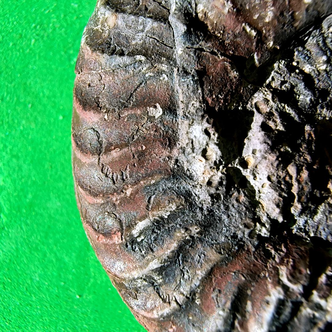 ABaucon's tweet image. Ever wondered what secrets lie within an ammonoid fossil? Let&apos;s unravel the fascinating story behind these ancient treasures! #Fossils #Science #Paleontology
