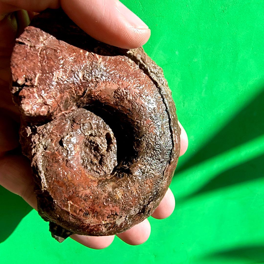 ABaucon's tweet image. Ever wondered what secrets lie within an ammonoid fossil? Let&apos;s unravel the fascinating story behind these ancient treasures! #Fossils #Science #Paleontology