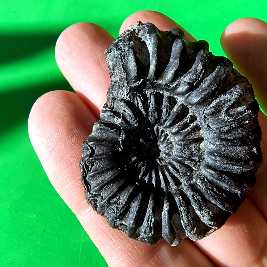 ABaucon's tweet image. Ever wondered what secrets lie within an ammonoid fossil? Let&apos;s unravel the fascinating story behind these ancient treasures! #Fossils #Science #Paleontology