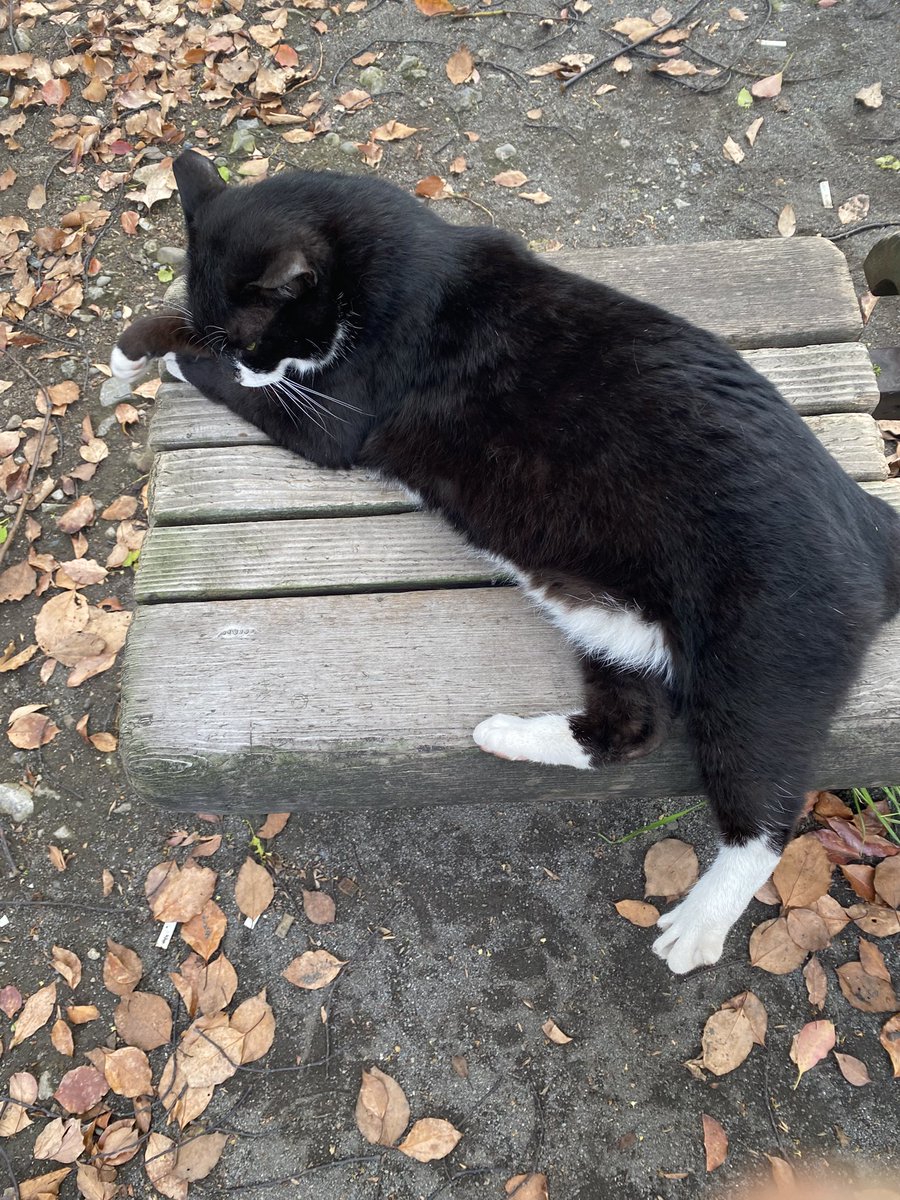 ブラック にゃんた様 ぷにぷに】ブラックダイヤニャンの入手方法と能力評価【妖怪ウォッチ