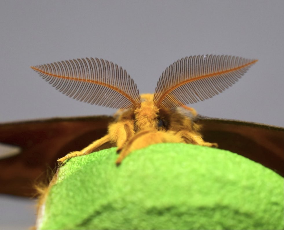 weaponshouwa's tweet image. 押し葉のような立派な触角で、メスの匂いを捉えるウスタビガ。
滑らかなカーブ。