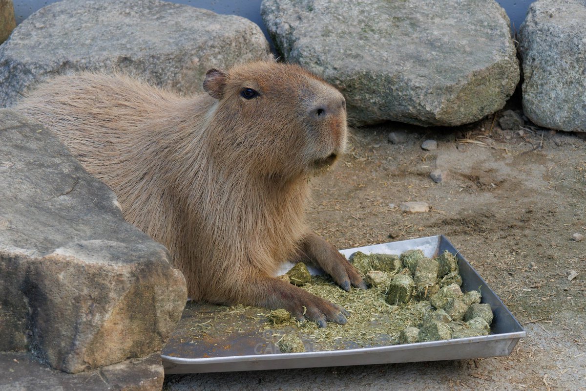 カピバラページ ささ @sasa.capybara (@ice3kyoudai) / Posts / X