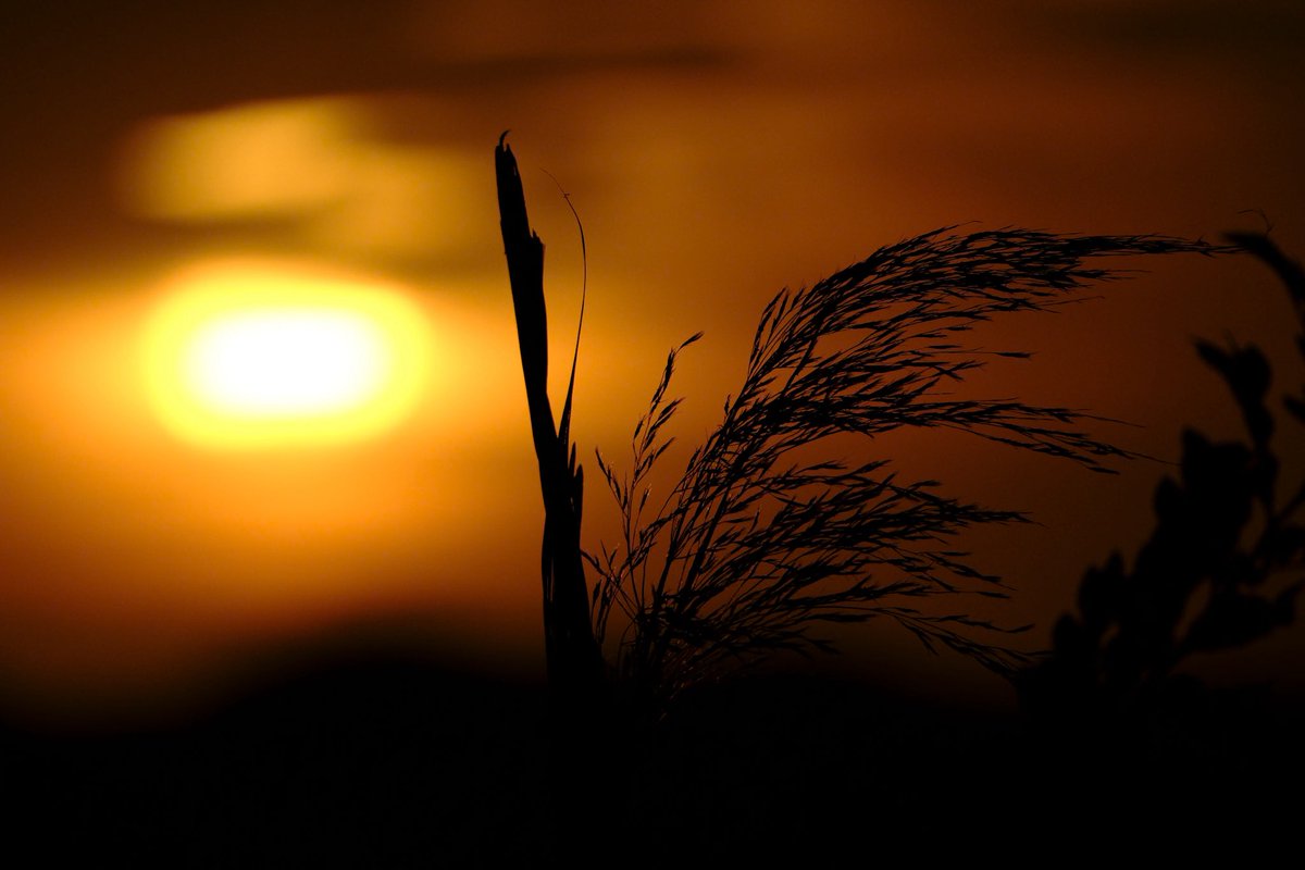 kotomi_pi_photo's tweet image. 夜がくる