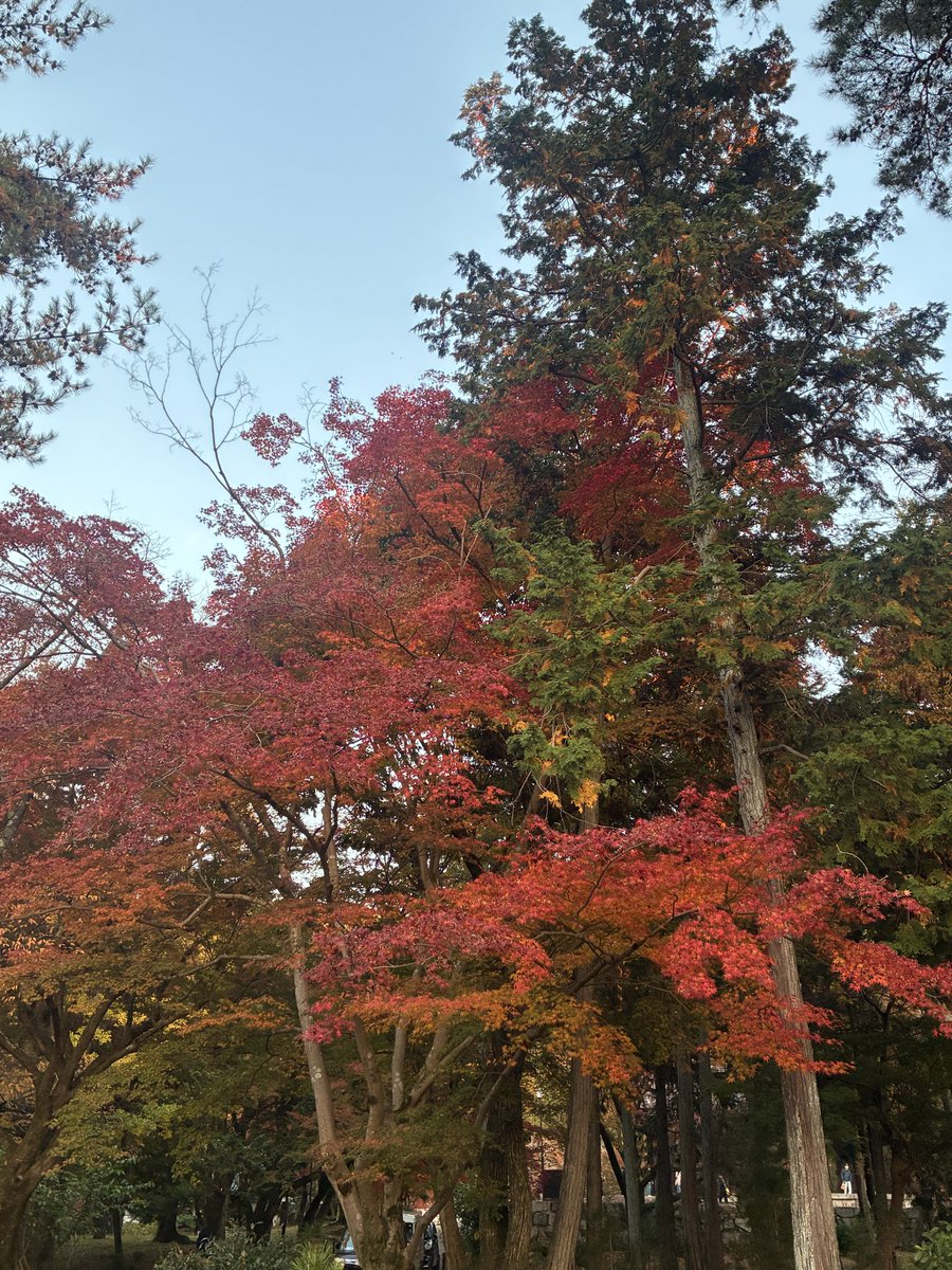 京都、紅葉見頃やね～
息子の三者懇談にー
悩めるメンズここにあり。
 #紅葉  #京都  #勉強とバスケと