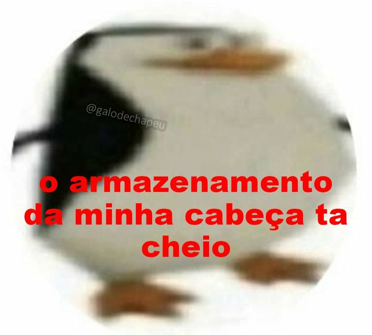 perfil dedicado a gatinhos e peitos (@odeiootaco) on Twitter photo 