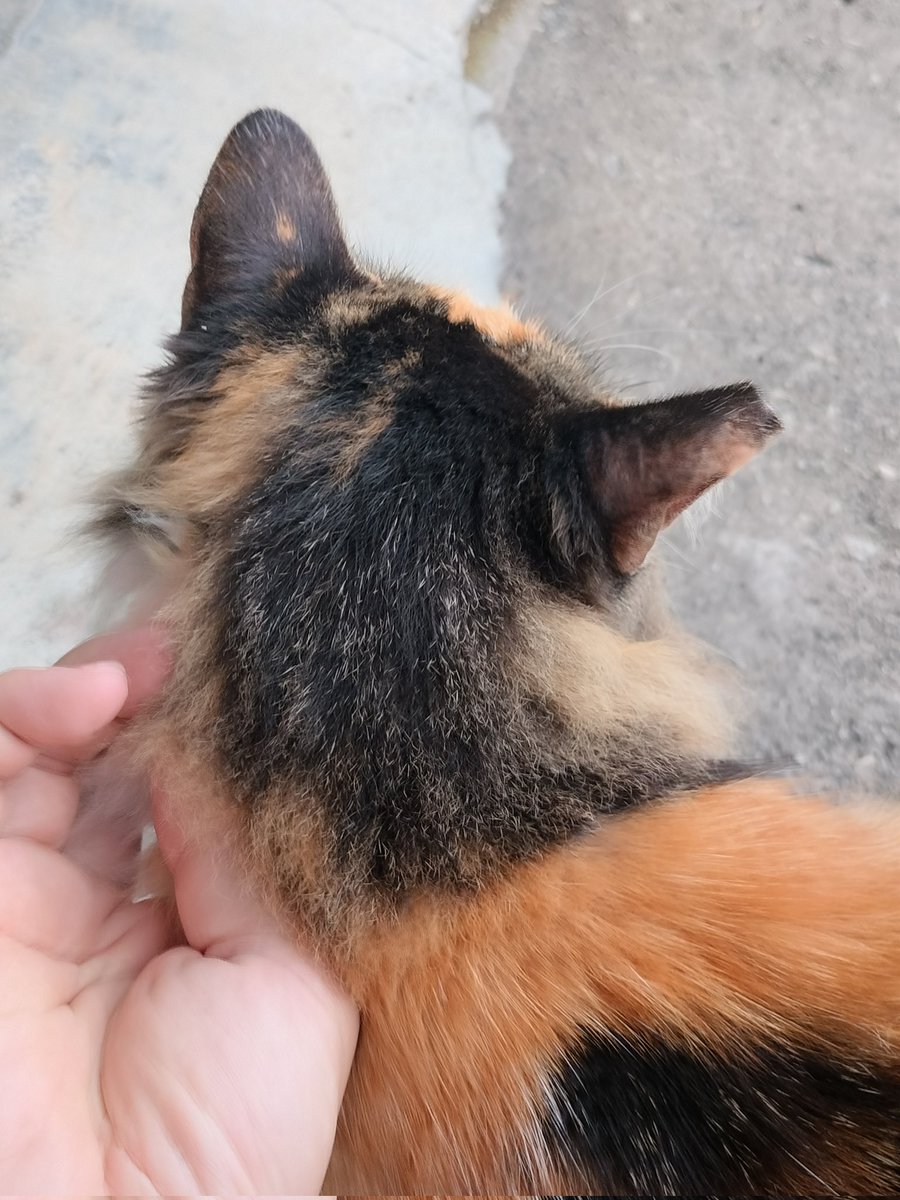 Skipper Lee tweet media