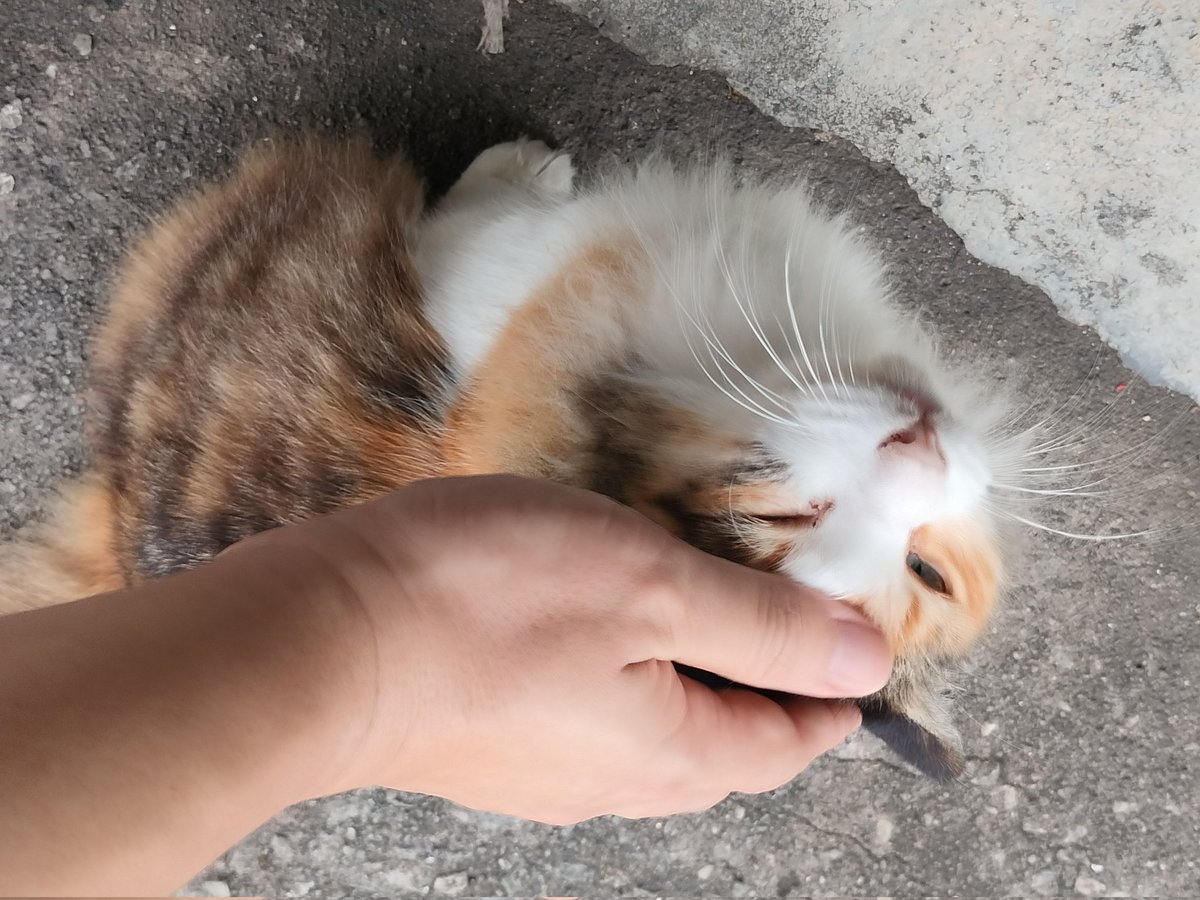 Skipper Lee tweet media